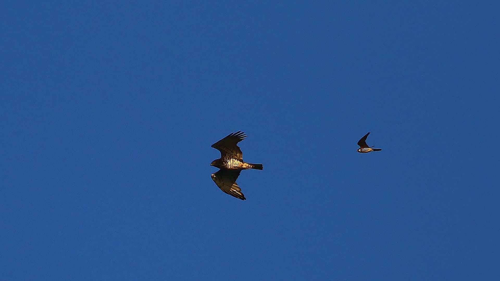 Northern Goshawk